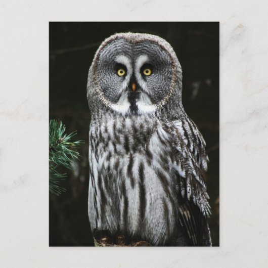 Carte Postale Le grand hibou gris pccn (Devant)