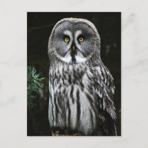 Carte Postale Le grand hibou gris pccnm