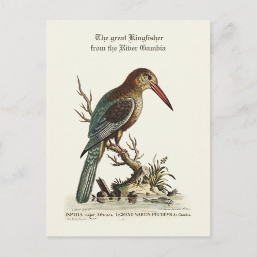 Carte Postale Le grand martin pêcheur du fleuve Gambie (Devant)