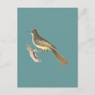 Carte Postale Le grand-oiseau (Tyrannus crinitus)