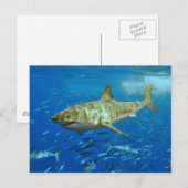 Carte Postale Le grand requin blanc Carcharodon Carcharias (Devant / Derrière)