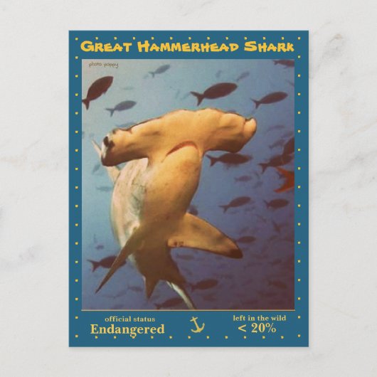 Carte Postale Le grand requin marteau est en danger, a - (Devant)
