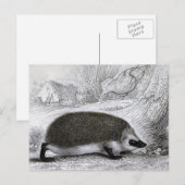 Carte Postale "Le Hérisson" (Devant / Derrière)