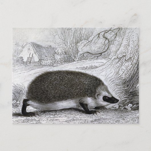 Carte Postale "Le Hérisson" (Devant)