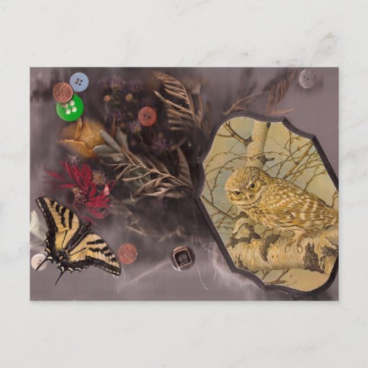 Carte Postale le hibou et le papillon (Devant)
