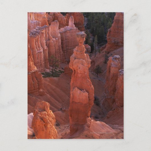 Carte Postale Le hoodoo Thor's Hammer sur Navajo Trail (Devant)
