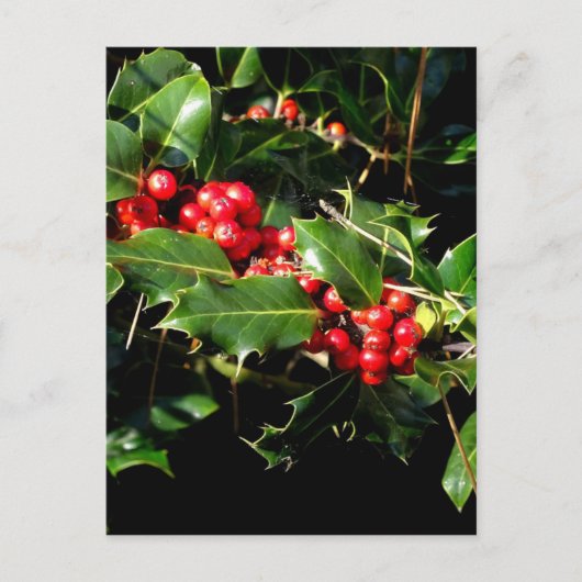 Carte Postale Le houx et le lierre (Devant)