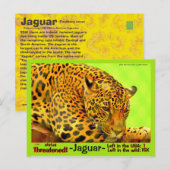Carte Postale Le Jaguar est un animal en danger. (Devant / Derrière)