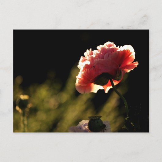 Carte Postale Le jardin du voisin (Devant)