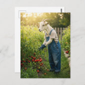 Carte Postale Le jardinier de chèvre (Devant / Derrière)