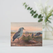 Carte Postale Le Kagu par Joseph Wolf (Debout devant)