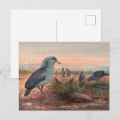 Carte Postale Le Kagu par Joseph Wolf (Devant / Derrière)