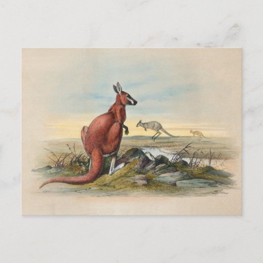 Carte Postale Le Kangourou rouge par Joseph Wolf (Devant)