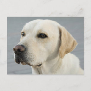 Carte Postale Le Labrador doré