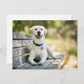 Carte Postale Le Labrador Jaune Pose Sur Le Banc (Devant / Derrière)