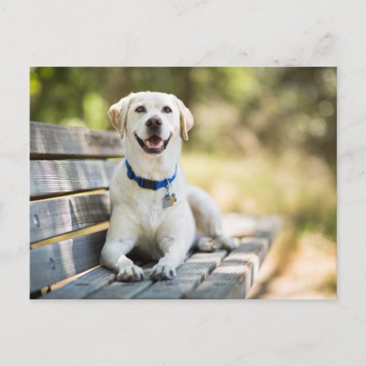 Carte Postale Le Labrador Jaune Pose Sur Le Banc (Devant)