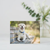 Carte Postale Le Labrador Jaune Pose Sur Le Banc (Debout devant)