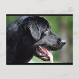 Carte Postale Le Labrador noir