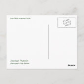 Carte Postale Le lac Eustis (Dos)