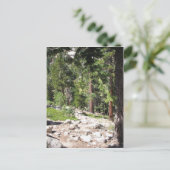 Carte Postale Le lac Tahoe (Debout devant)