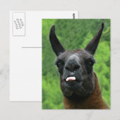Carte Postale Le lama colle la langue à VOUS ! (Devant / Derrière)