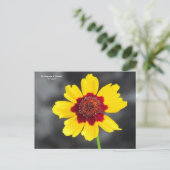 Carte Postale le langage des fleurs : Coréopsis (Debout devant)