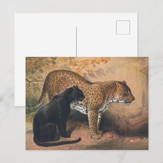 Carte Postale Le léopard de Joseph Wolf (Devant / Derrière)