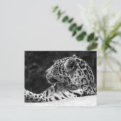 Carte Postale "Le léopard de réveil " (Debout devant)