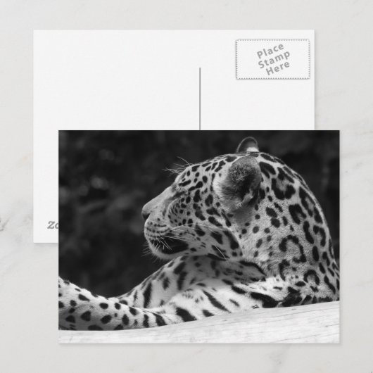 Carte Postale "Le léopard de réveil " (Devant / Derrière)