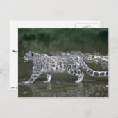 Carte Postale Le léopard des neiges dans la rivière (Devant / Derrière)