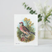 Carte Postale Le Linot Rose (Debout devant)