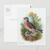 Carte Postale Le Linot Rose (Devant / Derrière)