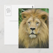 Carte Postale Le lion (Devant / Derrière)