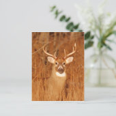 Carte Postale Le long cou du vieux Mule Deer Buck (Debout devant)