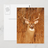 Carte Postale Le long cou du vieux Mule Deer Buck (Devant / Derrière)