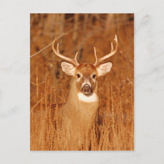 Carte Postale Le long cou du vieux Mule Deer Buck