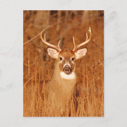 Carte Postale Le long cou du vieux Mule Deer Buck (Devant)