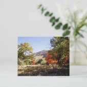 Carte Postale Le long de la route - Prairie (Debout devant)