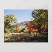 Carte Postale Le long de la route - Prairie (Devant)