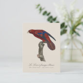 Carte Postale Le Lori a franges bleues (Debout devant)