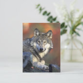 Carte Postale Le loup (Debout devant)