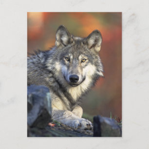 Carte Postale Le loup