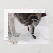 Carte Postale Le loup rencontre la souris (Devant / Derrière)