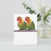 Carte Postale "Le Lovebird de Fischer" (Debout devant)