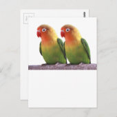 Carte Postale "Le Lovebird de Fischer" (Devant / Derrière)