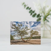 Carte Postale Le mangrove (Debout devant)