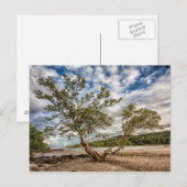 Carte Postale Le mangrove (Devant / Derrière)