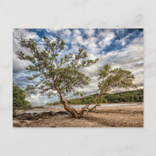 Carte Postale Le mangrove