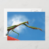 Carte Postale Le Mantis (Devant / Derrière)