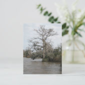 Carte Postale Le marais de la Géorgie (Debout devant)